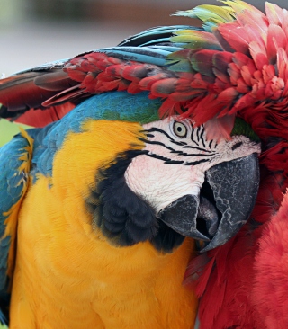 Colorful Macaw sfondi gratuiti per Nokia X2