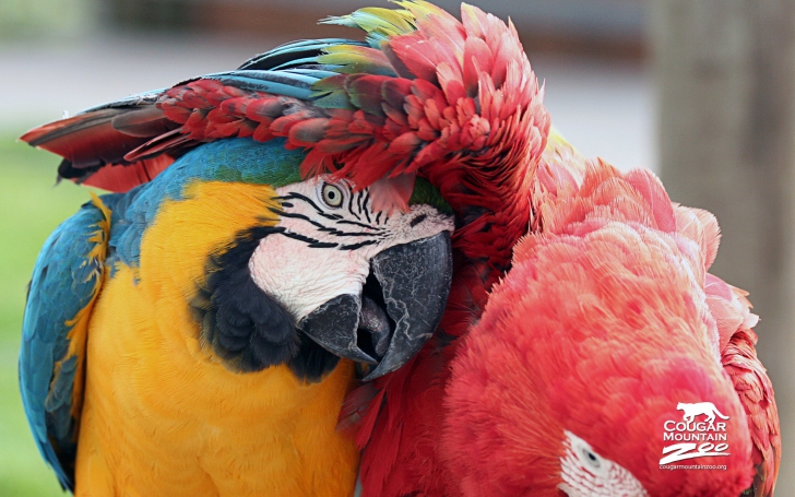 Colorful Macaw wallpaper