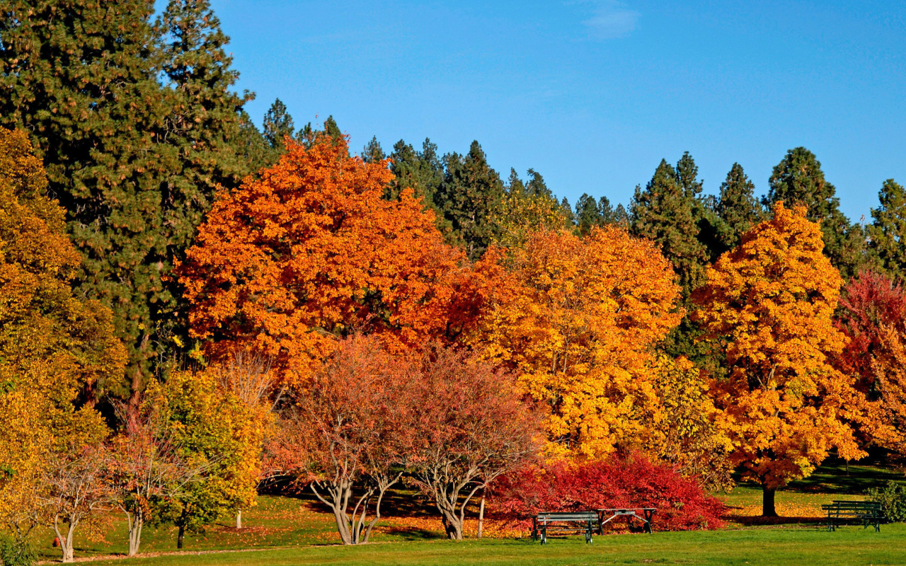 Fondo de pantalla Autumn trees in reserve 1280x800