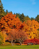 Autumn trees in reserve wallpaper 128x160