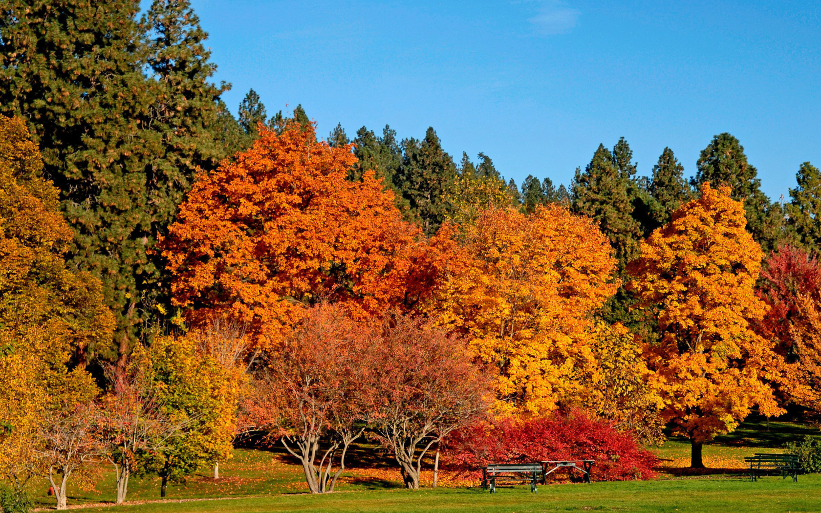 Обои Autumn trees in reserve 1680x1050