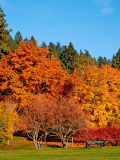 Fondo de pantalla Autumn trees in reserve 240x320