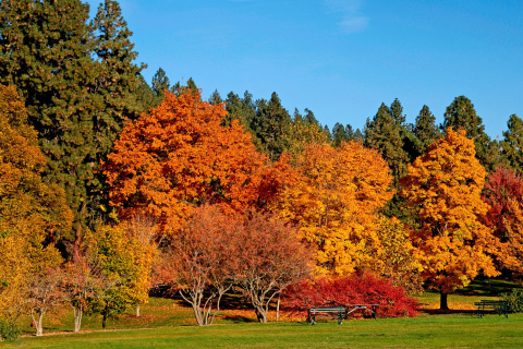Sfondi Autumn trees in reserve 480x320
