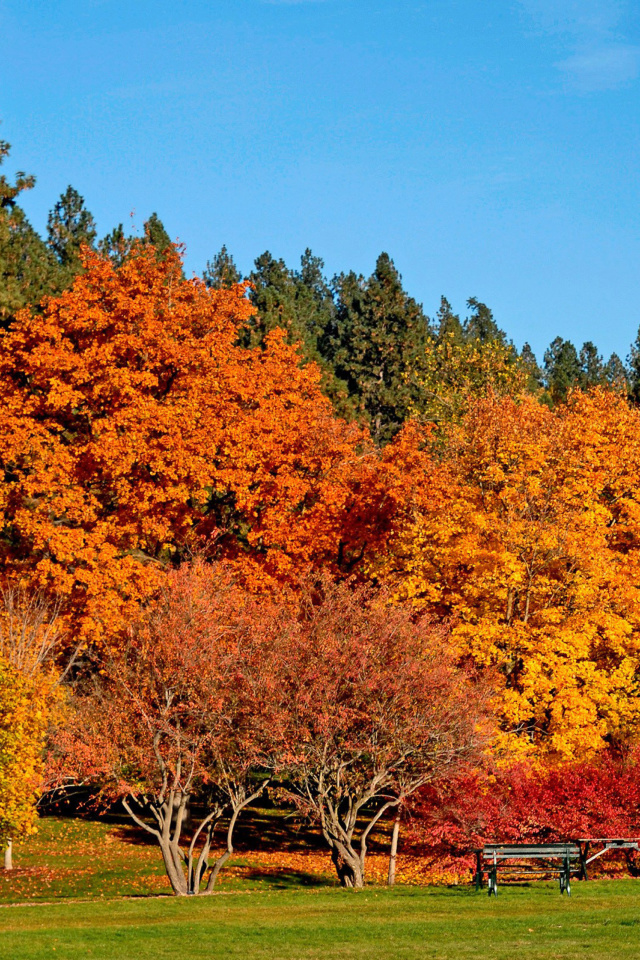 Screenshot №1 pro téma Autumn trees in reserve 640x960