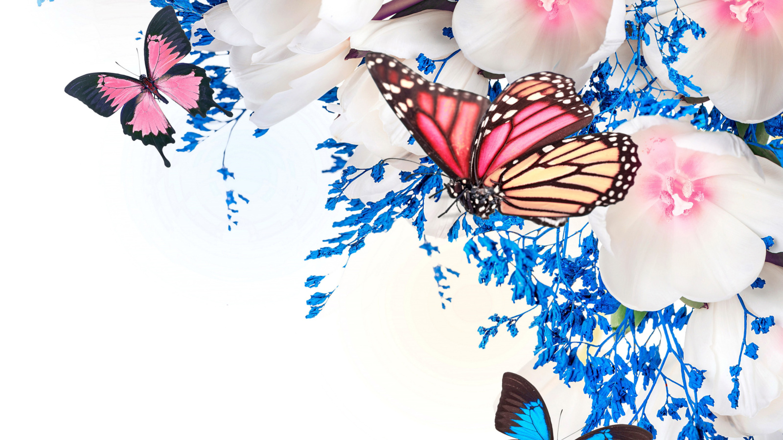 Обои Spring  blossom and butterflies 1600x900
