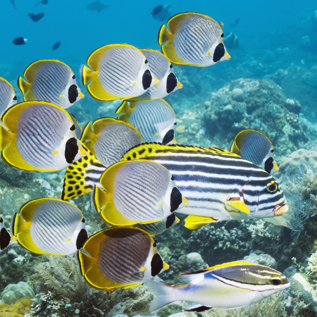 Обои Red Sea Fish In Egypt 1024x1024