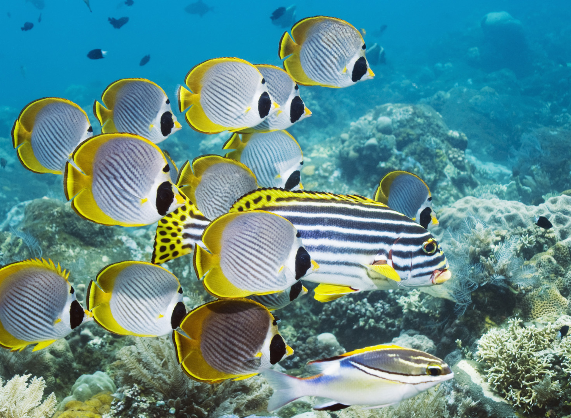 Sfondi Red Sea Fish In Egypt 1920x1408