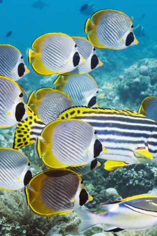 Screenshot №1 pro téma Red Sea Fish In Egypt 320x480