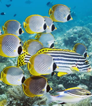 Red Sea Fish In Egypt sfondi gratuiti per 640x1136
