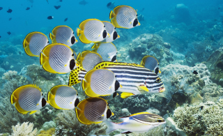 Red Sea Fish In Egypt - Obrázkek zdarma pro 1280x1024