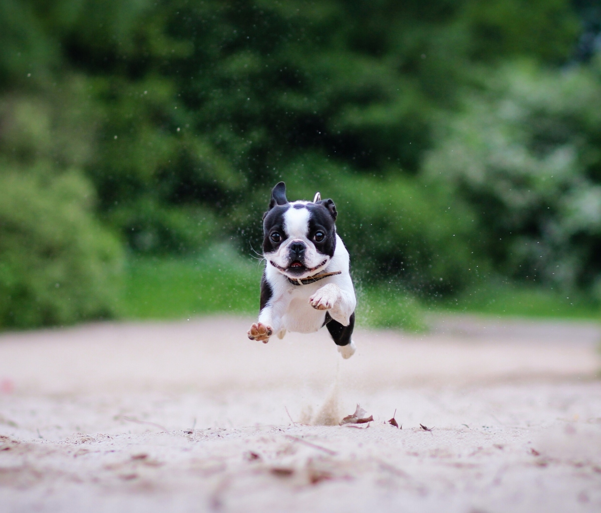 Das Boston Terrier Wallpaper 1200x1024