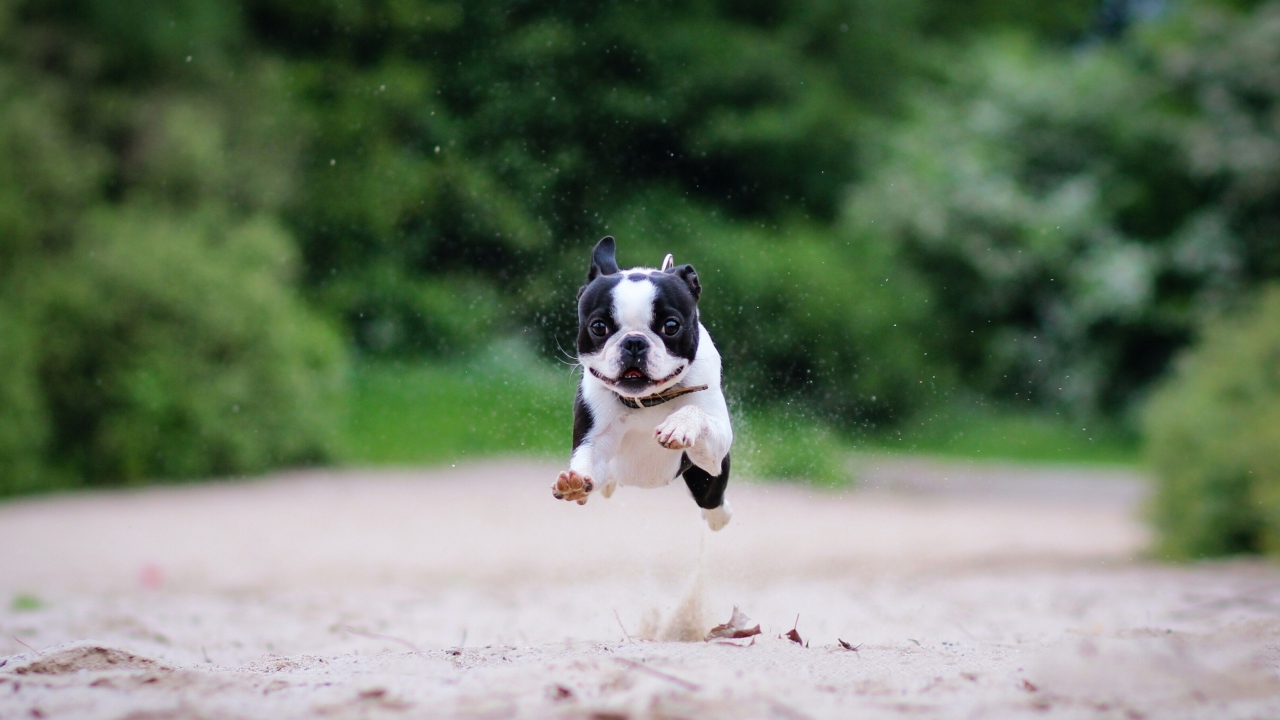 Sfondi Boston Terrier 1280x720