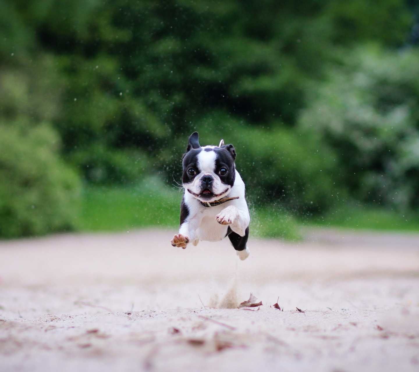 Boston Terrier wallpaper 1440x1280