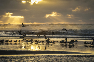 Seagulls And Ocean Waves Picture for Android, iPhone and iPad