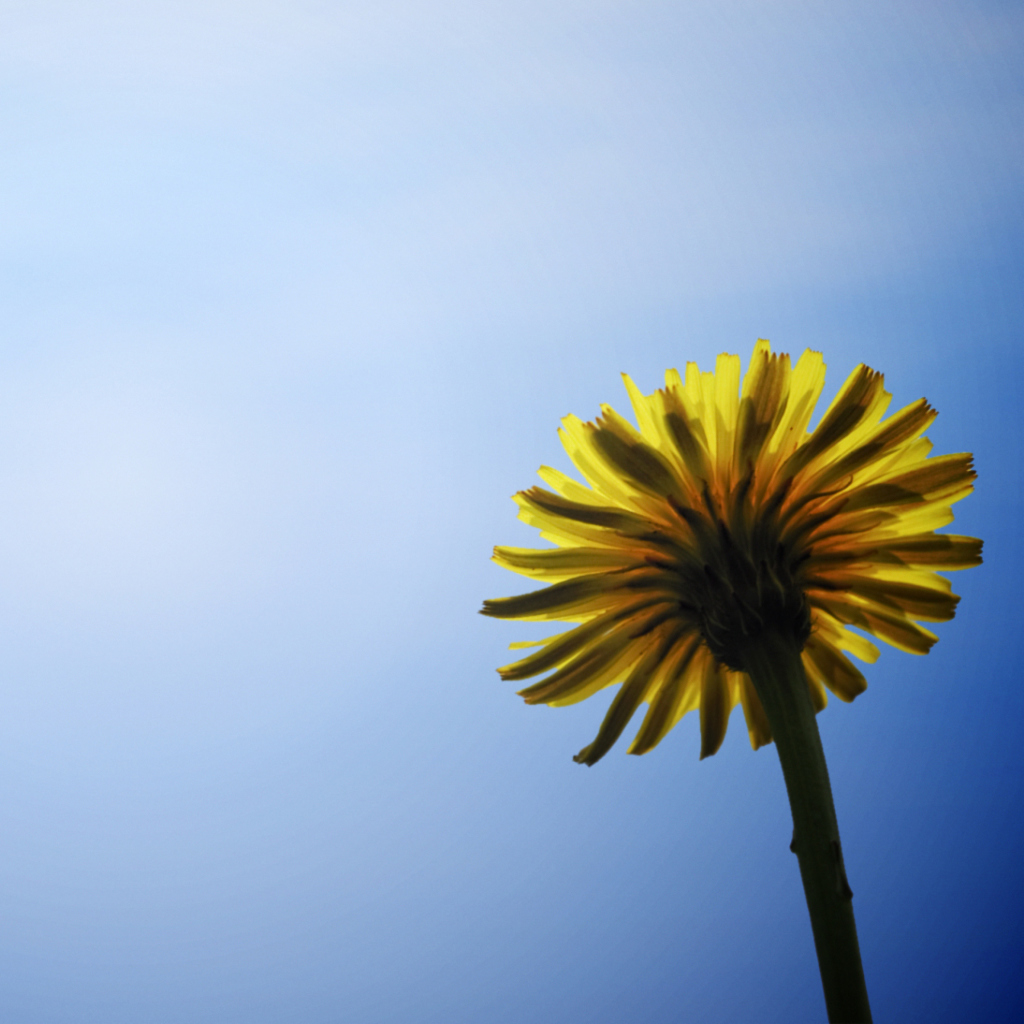 Das Yellow Dandelion On Blue Sky Wallpaper 1024x1024