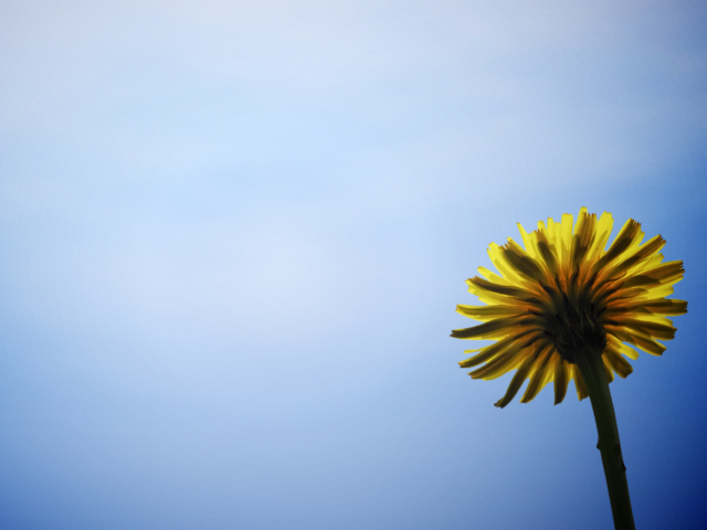 Fondo de pantalla Yellow Dandelion On Blue Sky 640x480