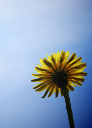 Yellow Dandelion On Blue Sky - Obrázkek zdarma pro 132x176