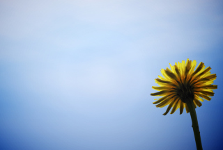 Yellow Dandelion On Blue Sky - Obrázkek zdarma pro Samsung Galaxy S6