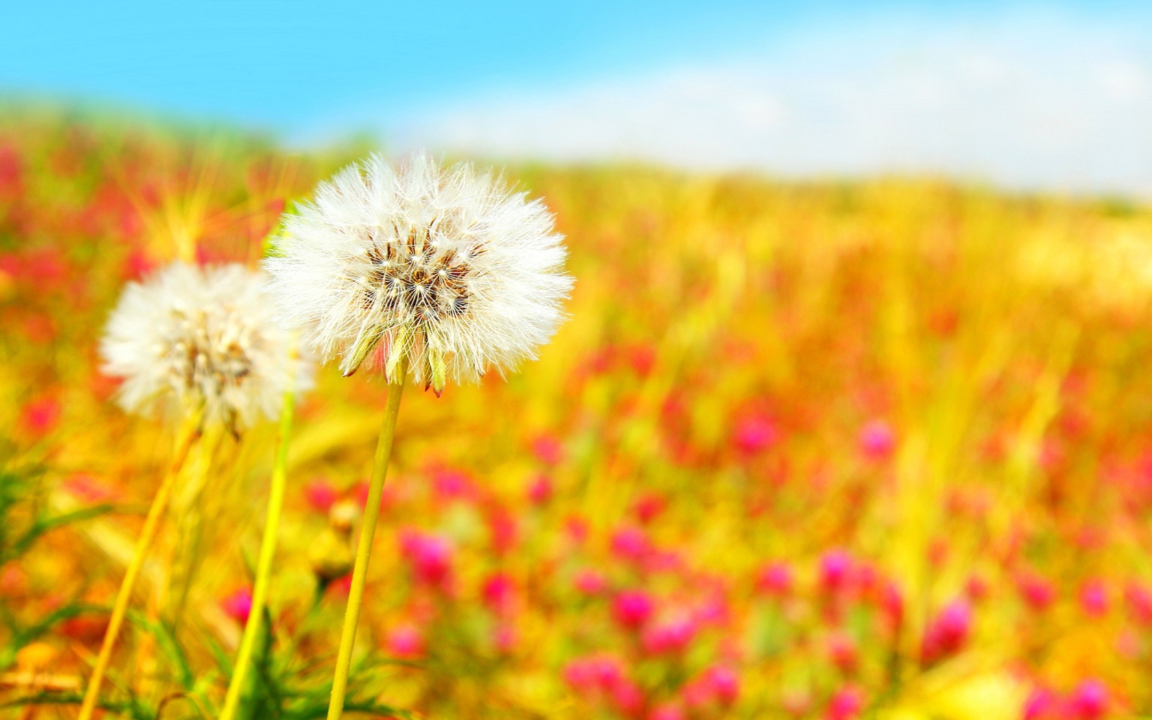 Screenshot №1 pro téma Spring Dandelions 1680x1050