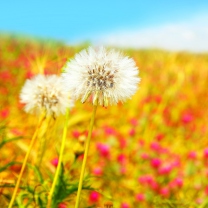 Das Spring Dandelions Wallpaper 208x208