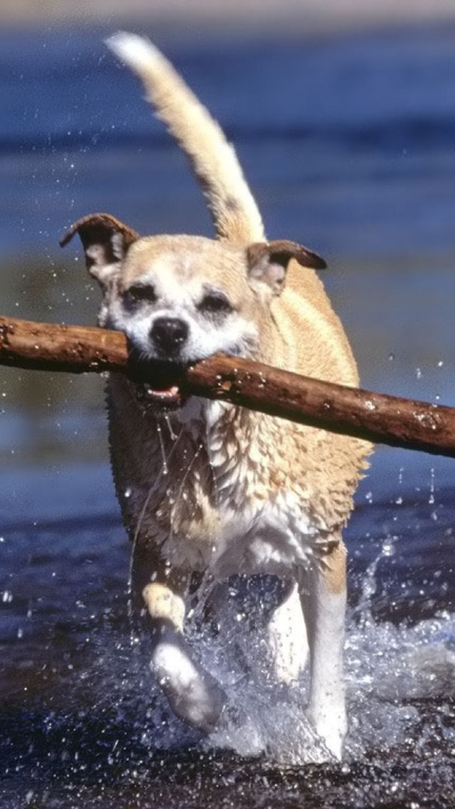 Screenshot №1 pro téma Africanis South African Dog 640x1136