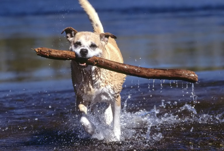 Fondo de pantalla Africanis South African Dog