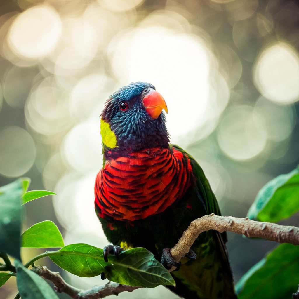 Sfondi Rainbow Lorikeet Parrot 1024x1024