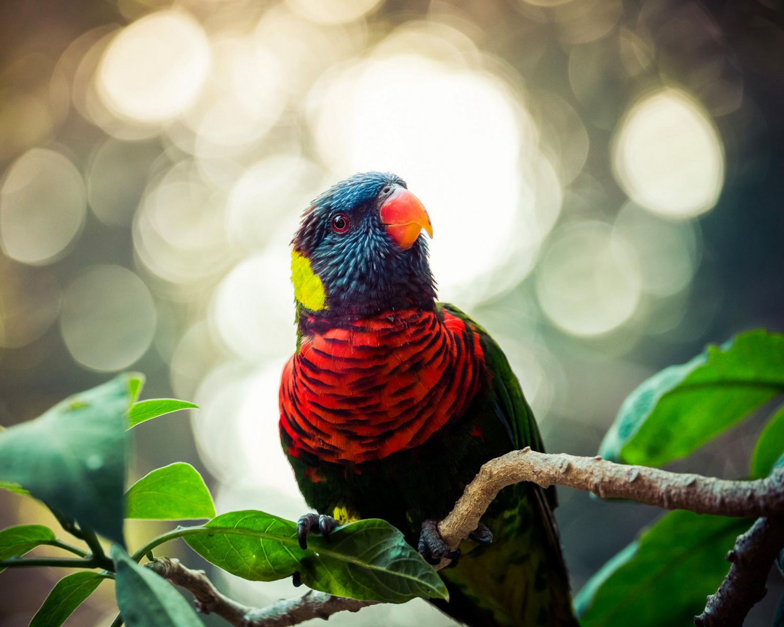 Rainbow Lorikeet Parrot wallpaper 1600x1280