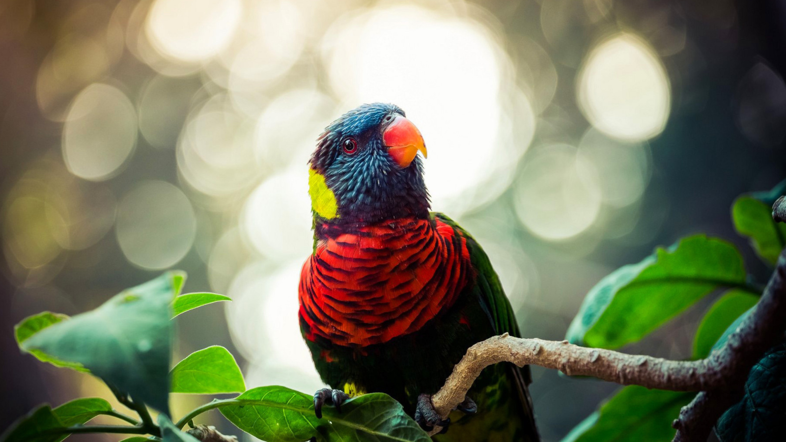 Fondo de pantalla Rainbow Lorikeet Parrot 1600x900