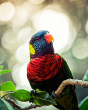 Rainbow Lorikeet Parrot wallpaper 176x220