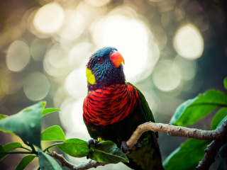 Sfondi Rainbow Lorikeet Parrot 320x240