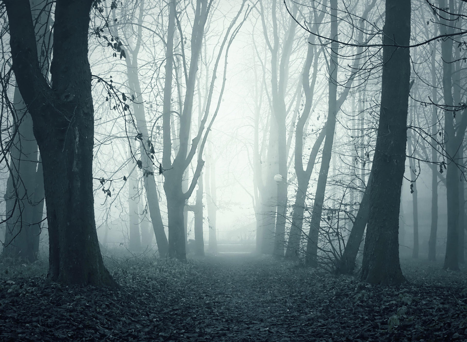 Foggy Shaded Wood screenshot #1 1920x1408