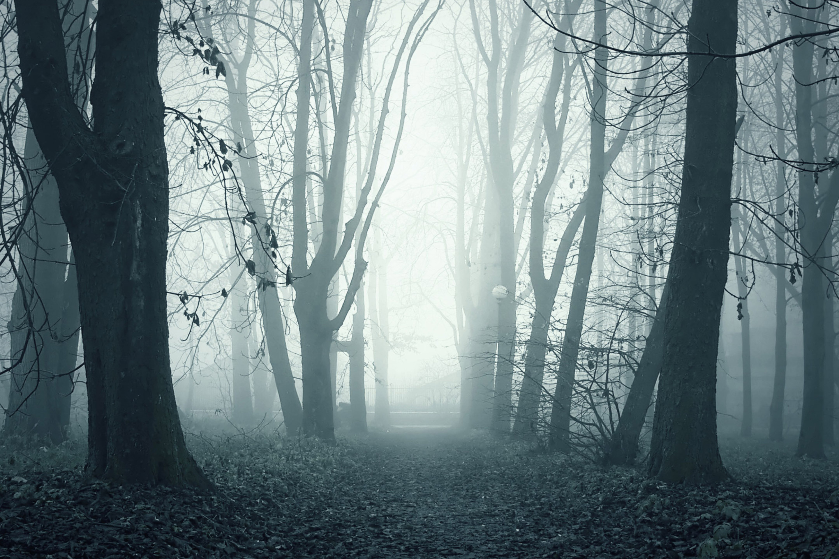 Обои Foggy Shaded Wood 2880x1920