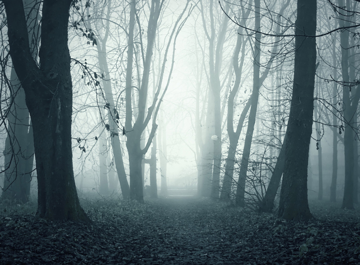 Foggy Shaded Wood wallpaper