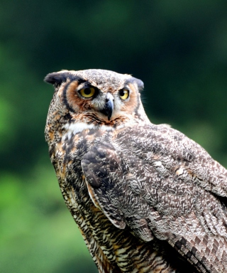 Owl - Obrázkek zdarma pro iPhone 3G