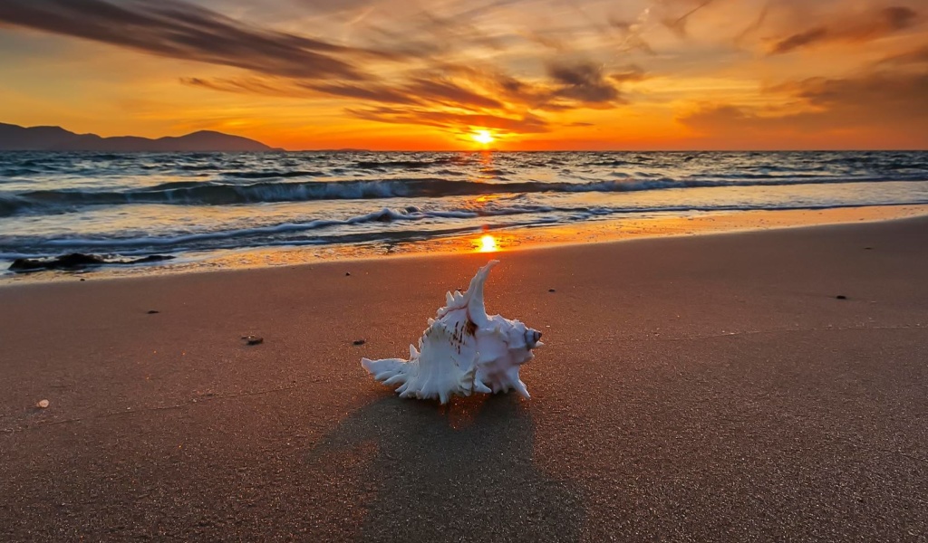 Sunset on Beach with Shell wallpaper 1024x600