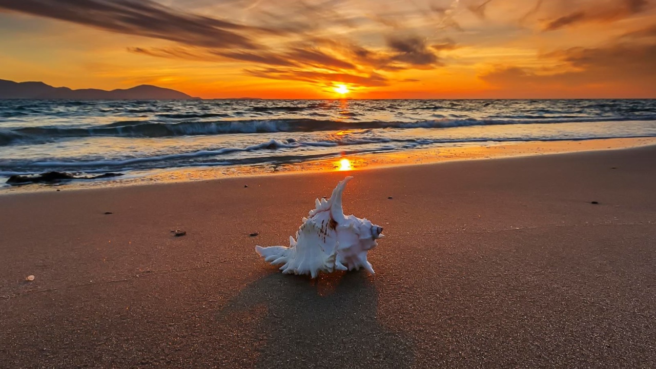 Sunset on Beach with Shell wallpaper 1280x720
