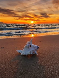 Fondo de pantalla Sunset on Beach with Shell 240x320