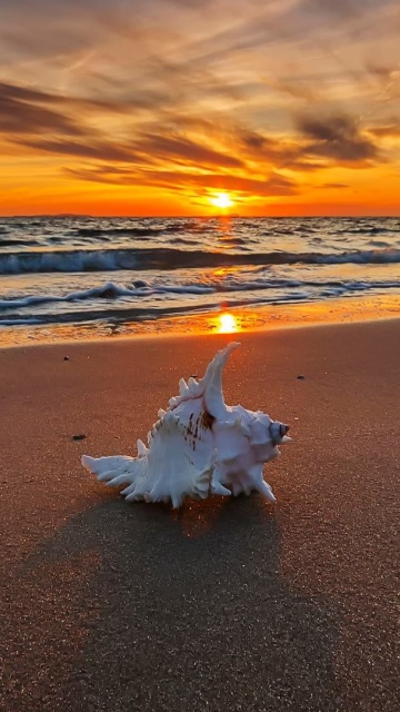 Sunset on Beach with Shell wallpaper 360x640