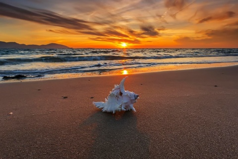 Sfondi Sunset on Beach with Shell 480x320
