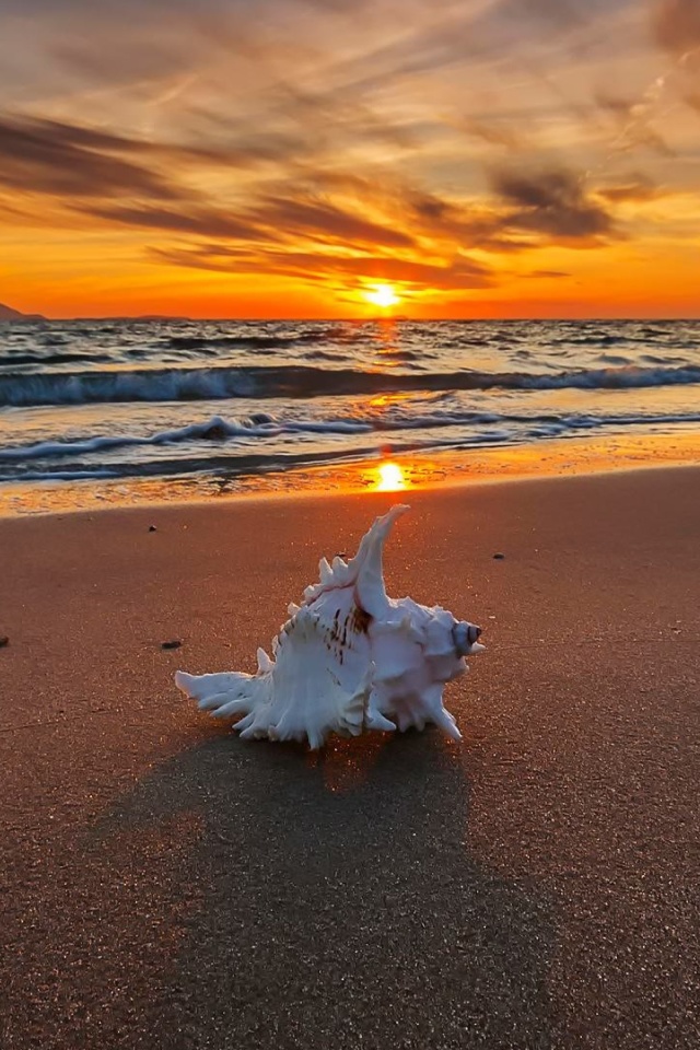 Das Sunset on Beach with Shell Wallpaper 640x960