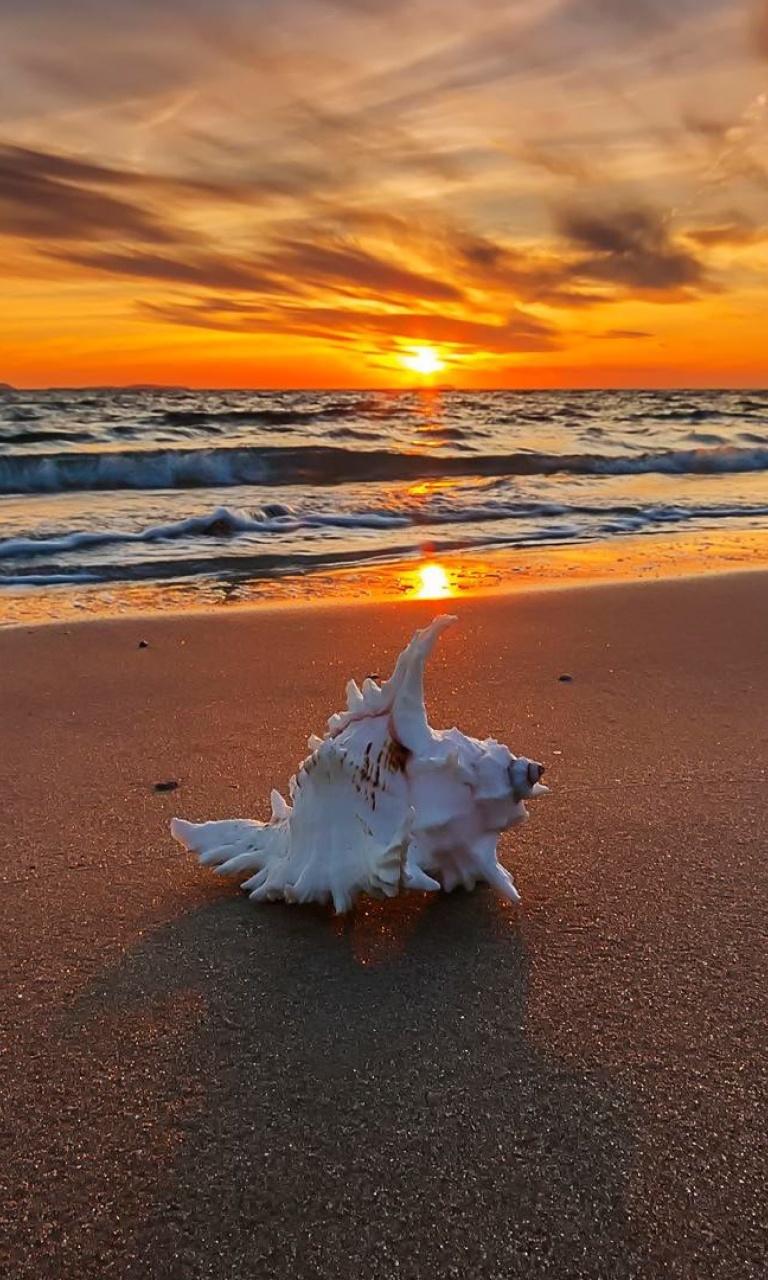 Das Sunset on Beach with Shell Wallpaper 768x1280