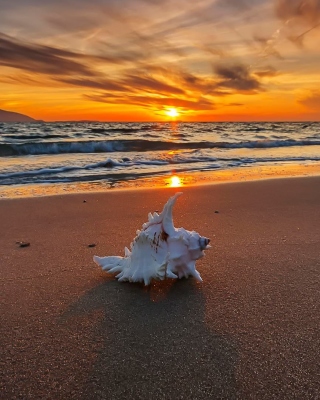 Sunset on Beach with Shell - Obrázkek zdarma pro iPhone 5S