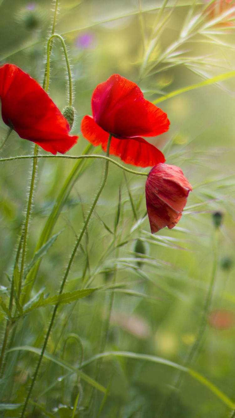 Screenshot №1 pro téma Lovely Poppy Flowers 750x1334