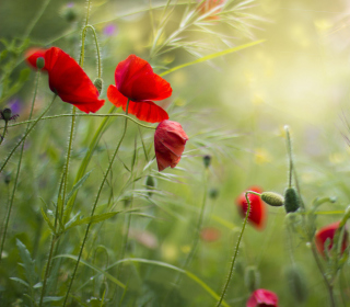 Lovely Poppy Flowers - Fondos de pantalla gratis para 128x128