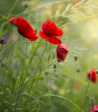 Lovely Poppy Flowers - Obrázkek zdarma pro Nokia C-Series