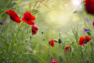 Lovely Poppy Flowers - Obrázkek zdarma pro Samsung Galaxy S6 Active