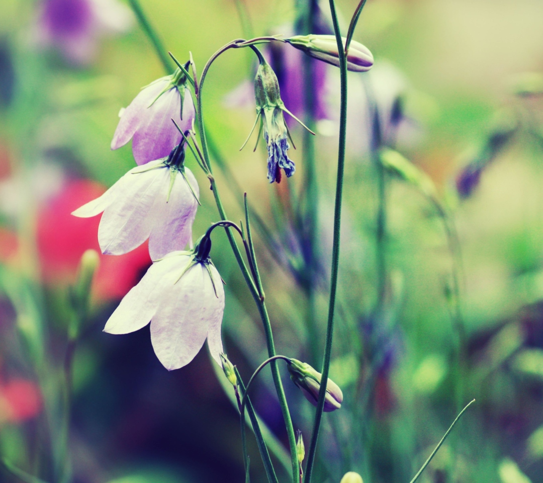 Blue Bellflowers wallpaper 1080x960