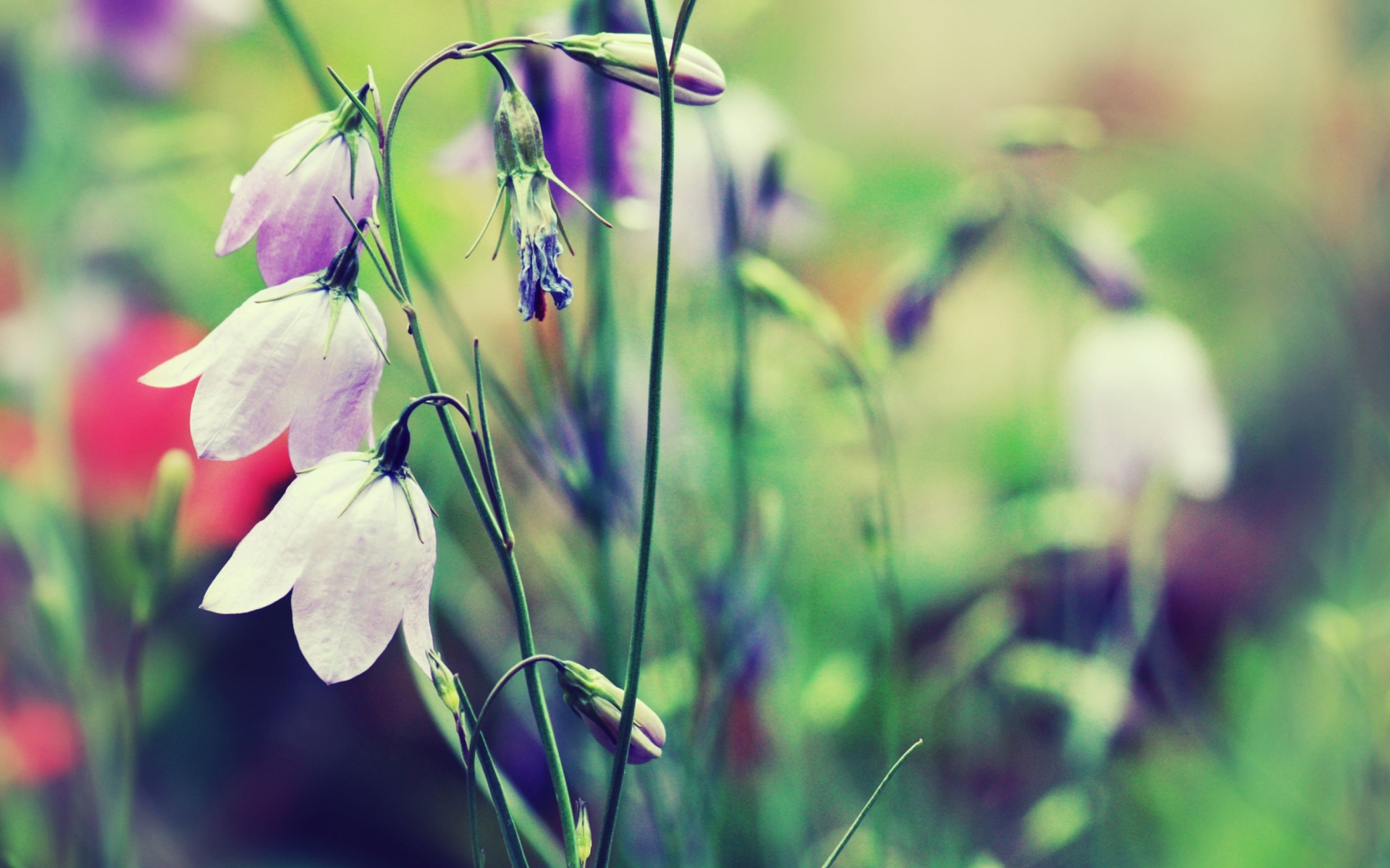 Обои Blue Bellflowers 1920x1200