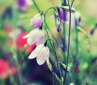 Blue Bellflowers Background for iPad 2